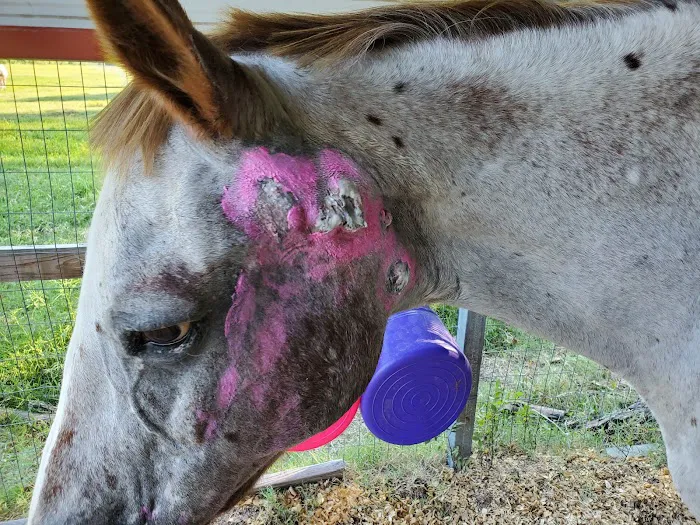 Pine Ridge Equine Hospital Picture 7