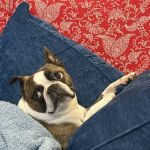 Woodland West Animal Hospital