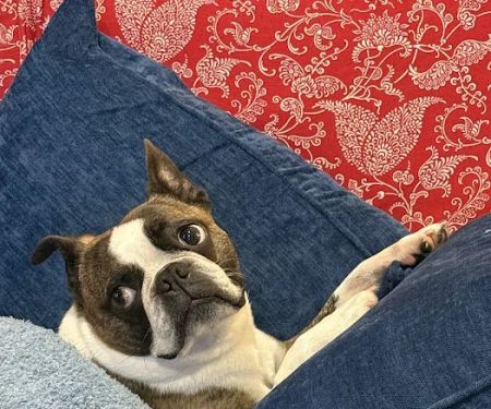 Woodland West Animal Hospital