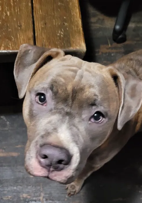 River Valley Animal Hospital Picture 1