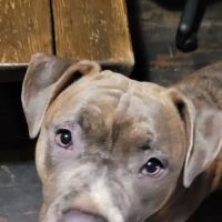 River Valley Animal Hospital ico