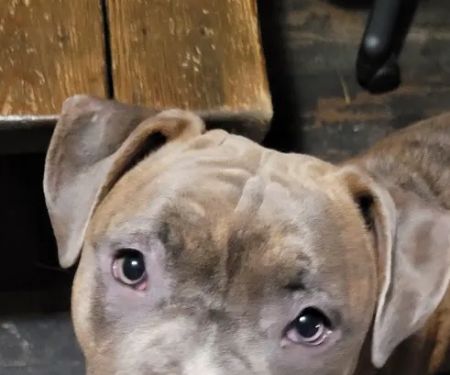 River Valley Animal Hospital