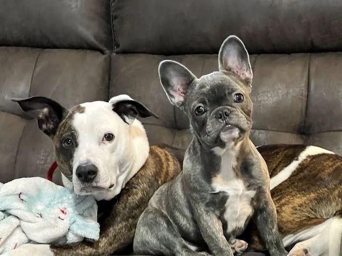 River Valley Animal Hospital Picture 4