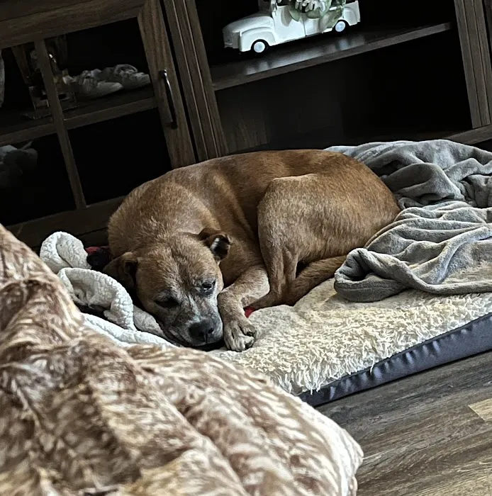 Heavener Animal Clinic Picture 2