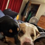 Heavener Animal Clinic