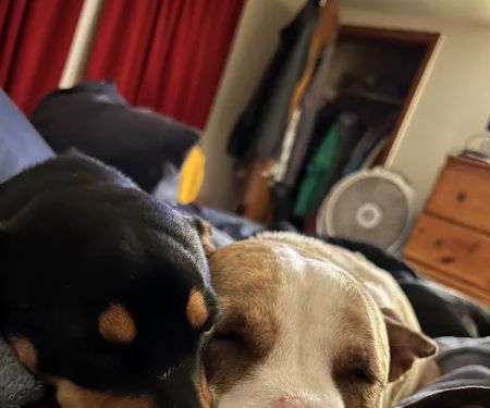 Heavener Animal Clinic