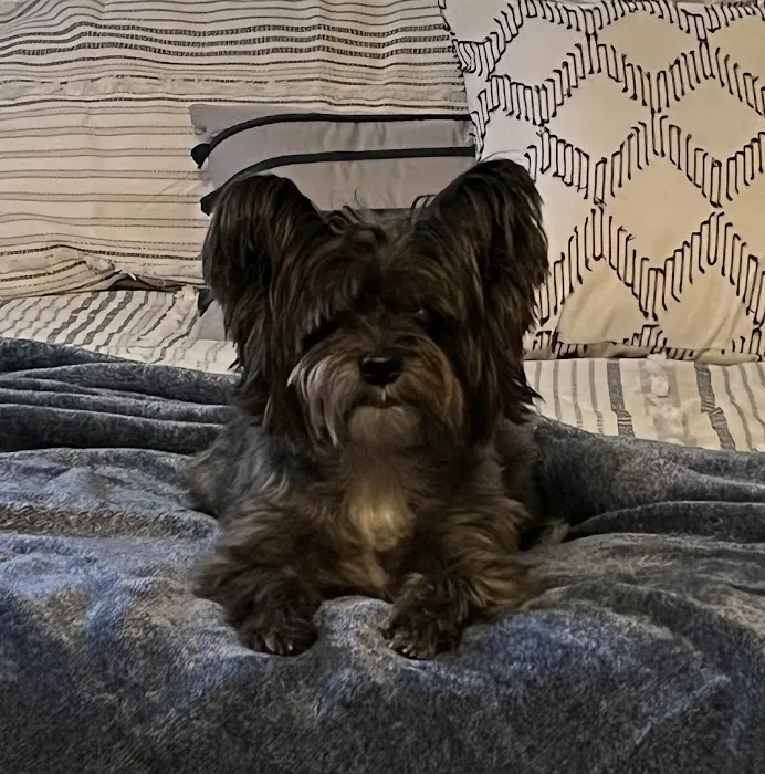 Heavener Animal Clinic Picture 3