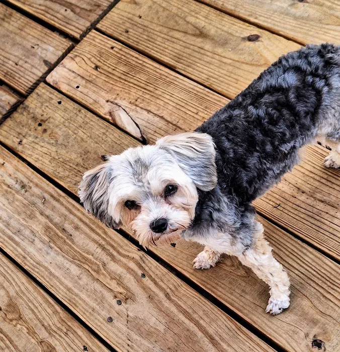 Heavener Animal Clinic Picture 7