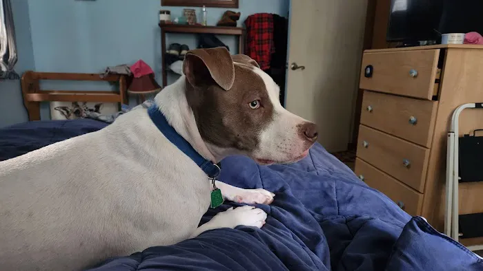 Heavener Animal Clinic Picture 5