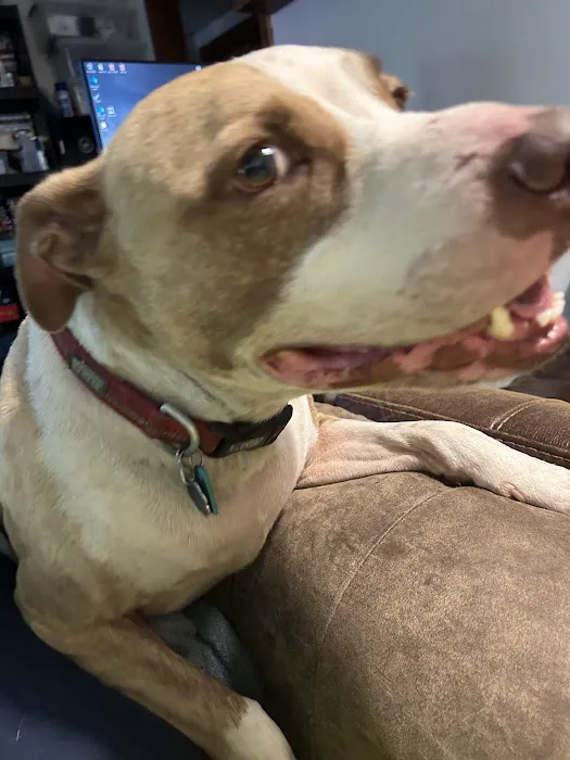 Heavener Animal Clinic Picture 8