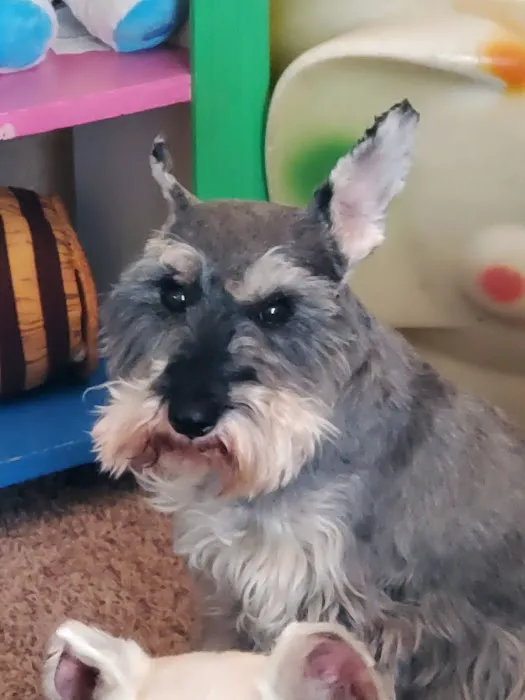 Cornerstone Veterinary Clinic Picture 2