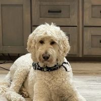 Cornerstone Veterinary Clinic ico