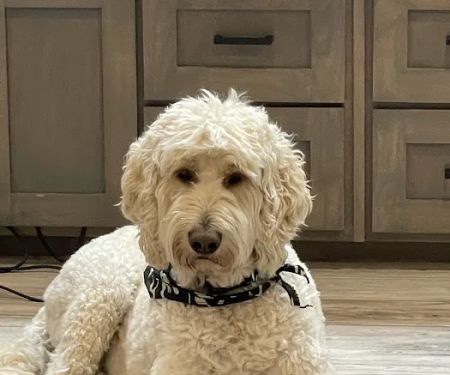 Cornerstone Veterinary Clinic