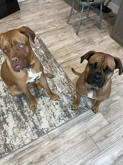 Cornerstone Veterinary Clinic Picture 3