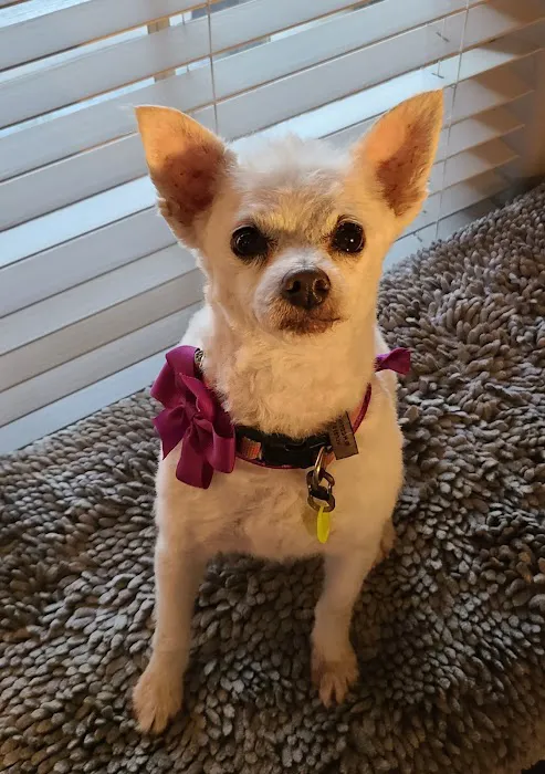 Cornerstone Veterinary Clinic Picture 5