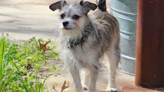 Cornerstone Veterinary Clinic Picture 10