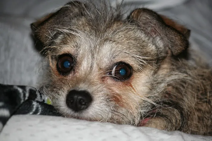 Cornerstone Veterinary Clinic Picture 9