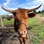 Miller Veterinary Hospital & Mobile Services