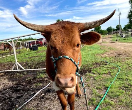 Miller Veterinary Hospital & Mobile Services