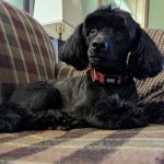 Aday Veterinary Hospital