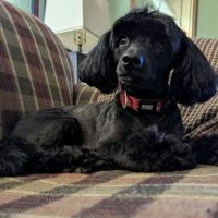 Aday Veterinary Hospital ico