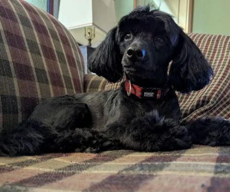 Aday Veterinary Hospital