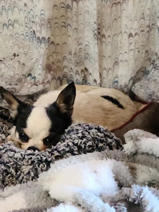 Aday Veterinary Hospital Picture 5