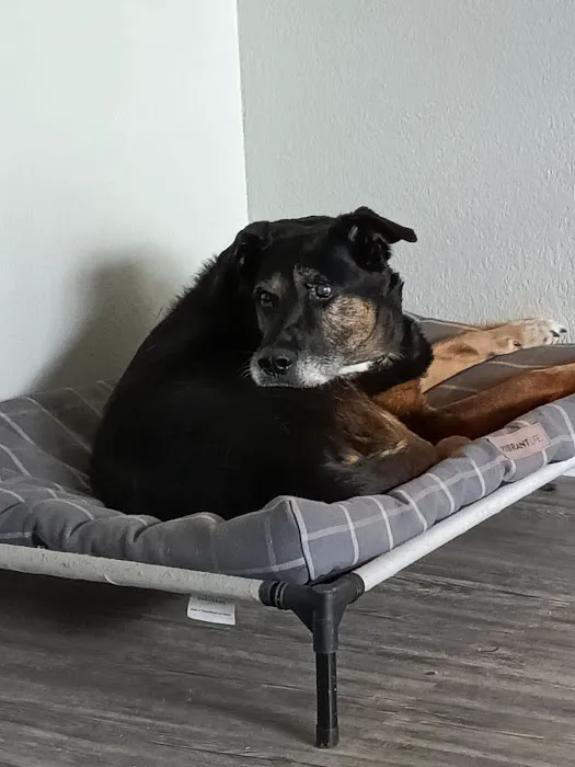 Crocker Veterinary Care Picture 1