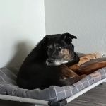 Crocker Veterinary Care