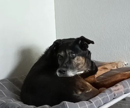 Crocker Veterinary Care