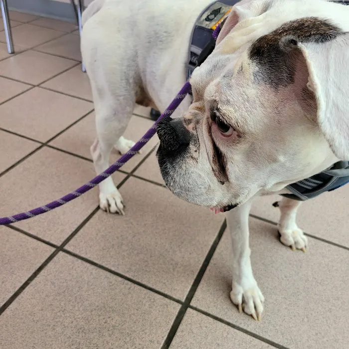 Crocker Veterinary Care Picture 3