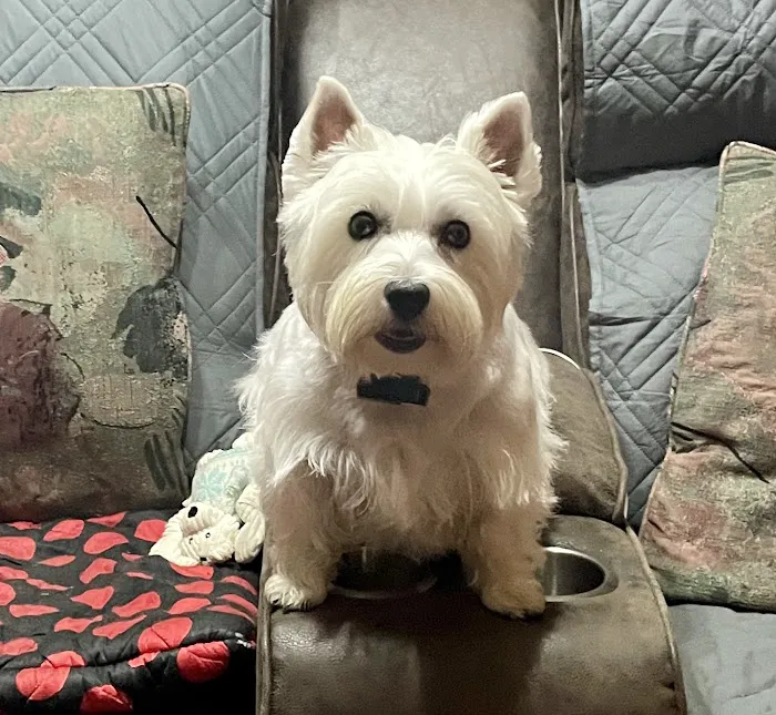 Crocker Veterinary Care Picture 5