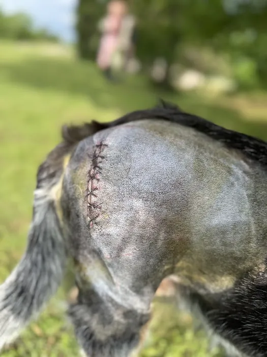 Crocker Veterinary Care Picture 7