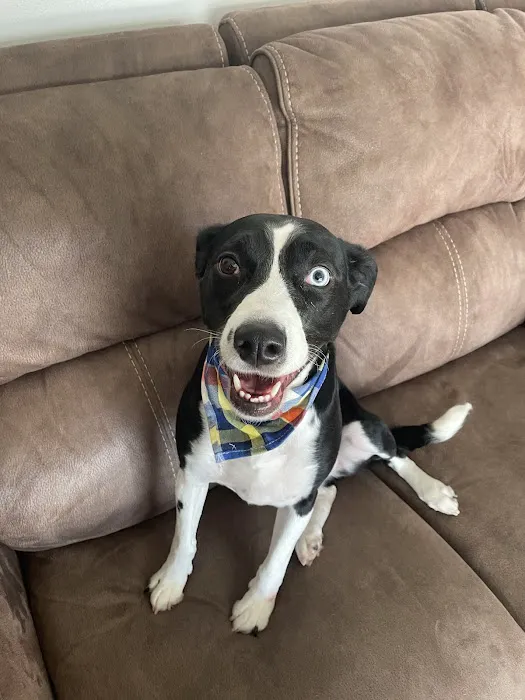 Green Country Veterinary Hospital Picture 4