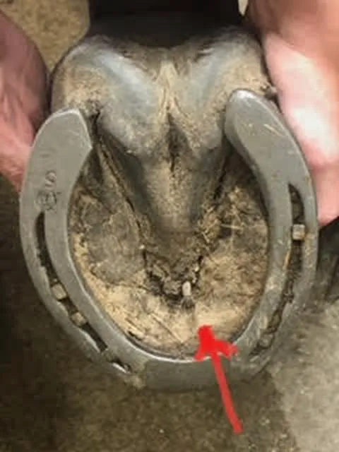 Tulsa Equine Veterinary Services Picture 2