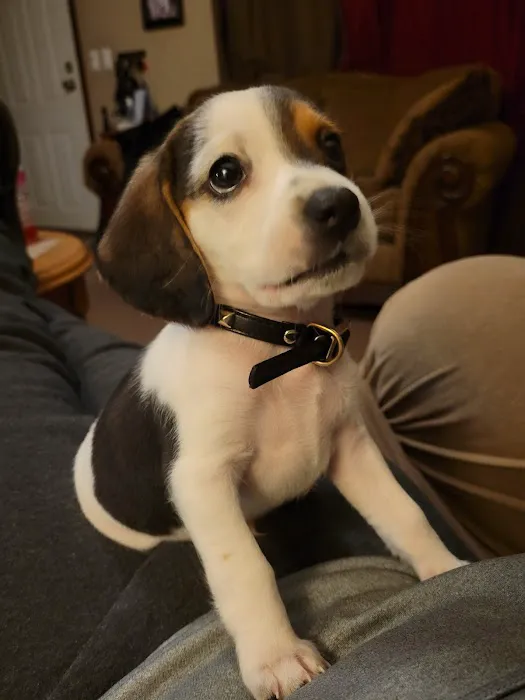 Bynum Veterinary Clinic Picture 1