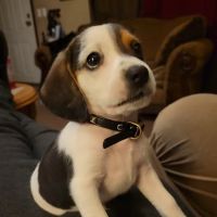 Bynum Veterinary Clinic ico