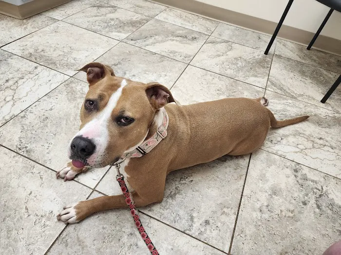 Advanced Care Veterinary Hospital Picture 1