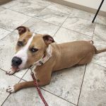 Advanced Care Veterinary Hospital