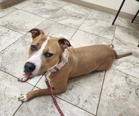 Advanced Care Veterinary Hospital