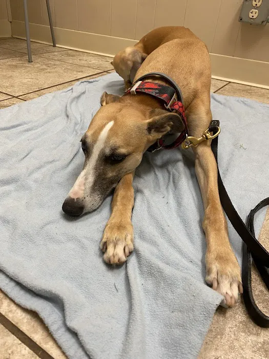 Advanced Care Veterinary Hospital Picture 5