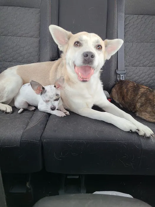 Advanced Care Veterinary Hospital Picture 7