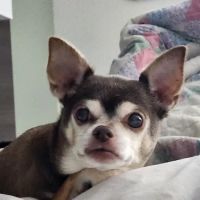 Greenwood Vet Clinic ico