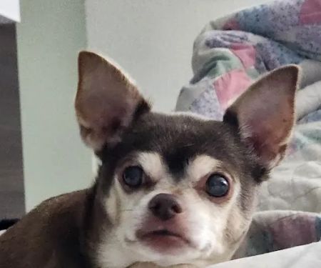 Greenwood Vet Clinic