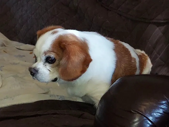 South County Animal Hospital, A Thrive Pet Healthcare Partner Picture 3