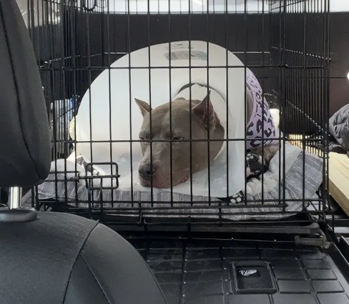 South County Animal Hospital, A Thrive Pet Healthcare Partner Picture 4