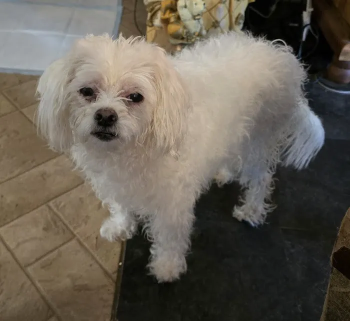 South County Animal Hospital, A Thrive Pet Healthcare Partner Picture 2