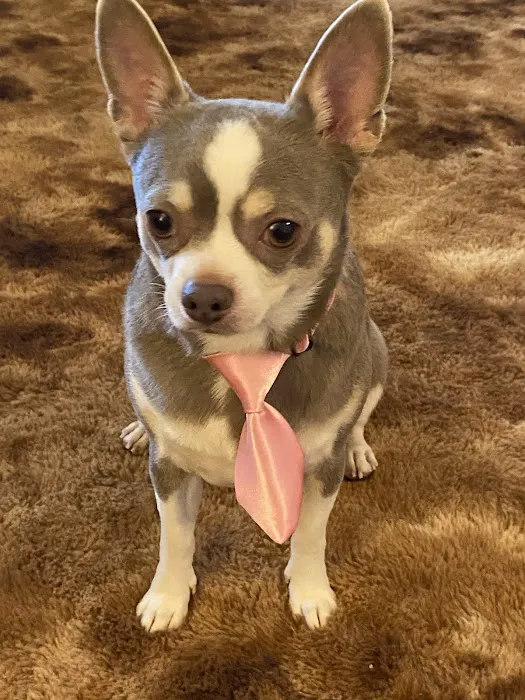 South County Animal Hospital, A Thrive Pet Healthcare Partner Picture 1