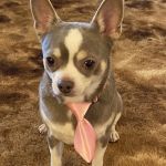 South County Animal Hospital, A Thrive Pet Healthcare Partner