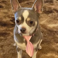 South County Animal Hospital, A Thrive Pet Healthcare Partner ico